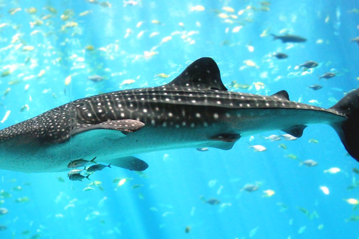 Georgia Aquarium - Gallery Image 3